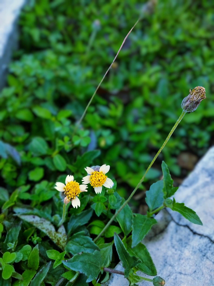 franzosenkraut schneller wuchs auf nährstoffreichem humus