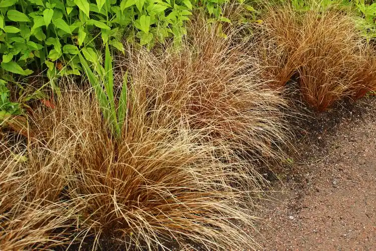 fuchsrote neuseeland segge (carex buchananii)
