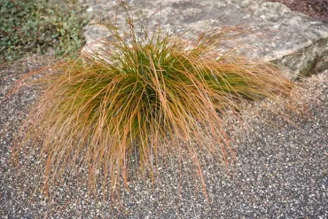 Fuchsrote Neuseeland-Segge im heimischen Garten im Herbst