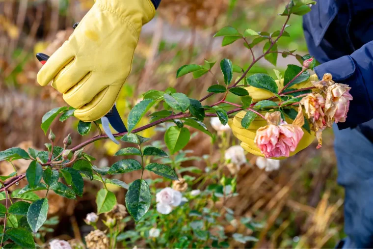 für schöne blüten wie sollte man rosen im august schneiden, damit diese königlichen sträucher gut wachsen