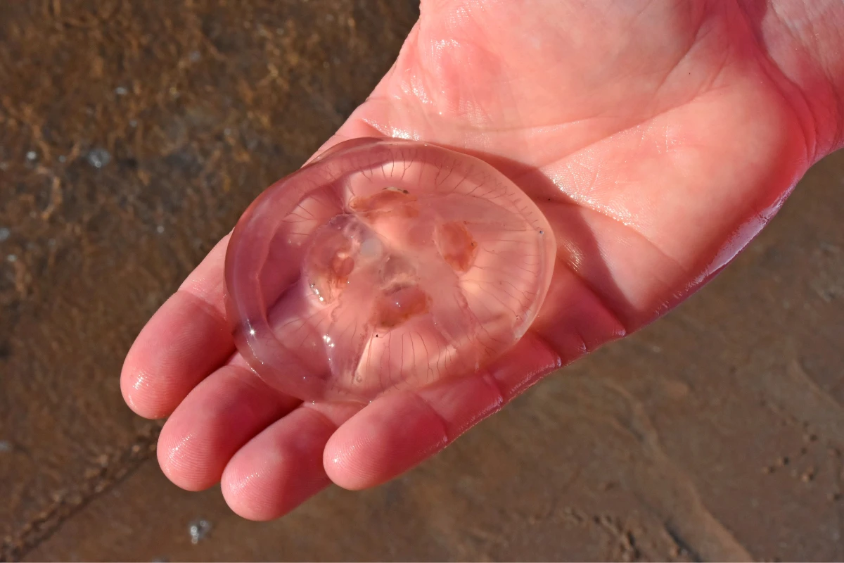 gibt es gefährliche quallen in der ostsee und nordsee und wie kann man sie vermeiden