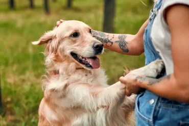 Golden Retriever Gelenke schonen mit Nahrungsergänzungsmitteln stärken