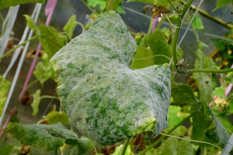 grauschimmel das gruselige graue ding im gewächshaus