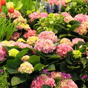 großblättrige Bauernhortensien im Herbst nicht pflanzen