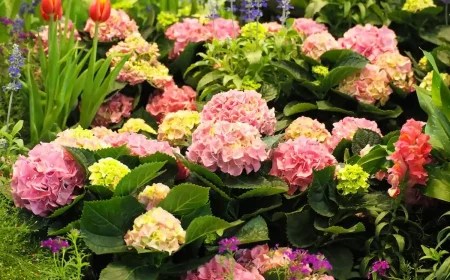 großblättrige Bauernhortensien im Herbst nicht pflanzen