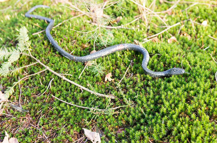 gummischlange als abschreckung für vögel