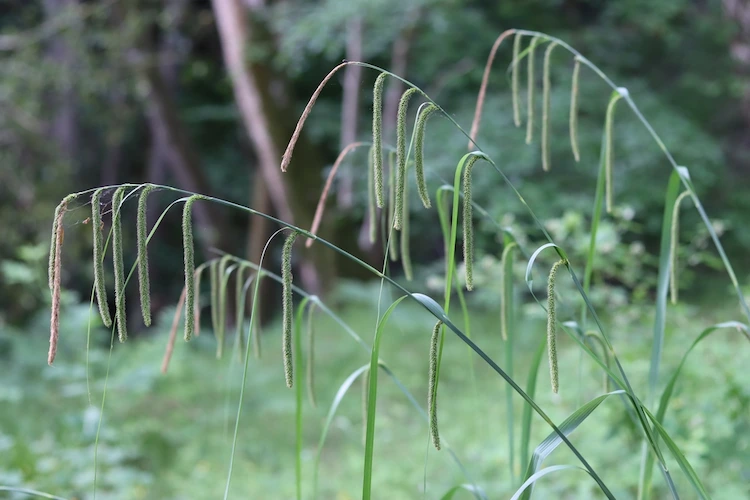 Hänge Segge im Garten pflanzen Anleitung