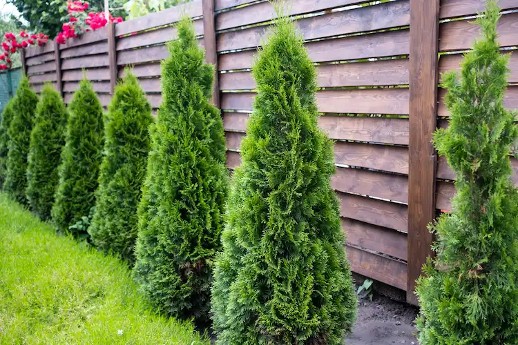 Heckenpflanzen jetzt günstig kaufen Thuja Hecke 