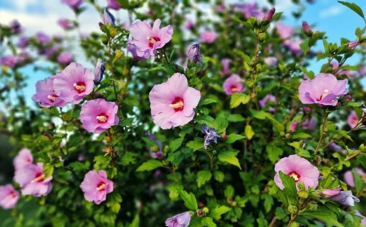 Hibiskus im Garten pflanzen erst im Frühjahr 