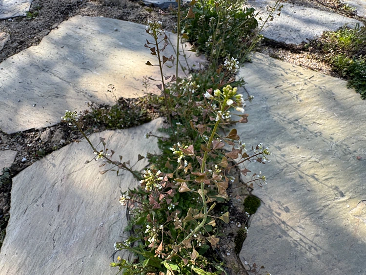 hirtentäschel zeigerunkraut nährstoffreicher boden