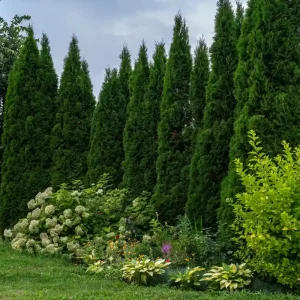 hortensien vor thuja hecke schöne pflanzenkombination, die den garten in eine oase verwandelt!