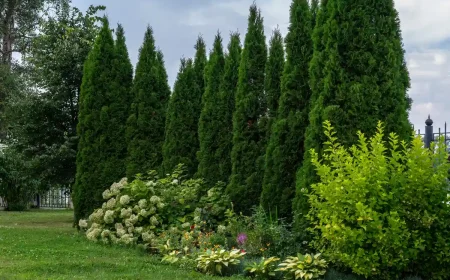 hortensien vor thuja hecke schöne pflanzenkombination, die den garten in eine oase verwandelt!