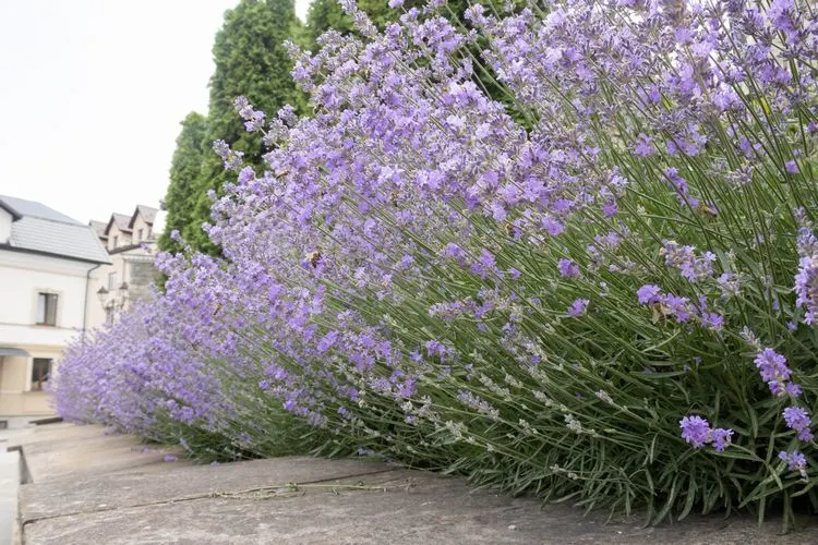 ideen für kreatives gartendesign mit thuja hecke und lavendel