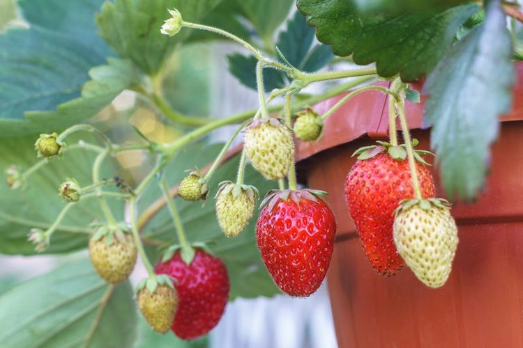 immertragende erdbeeren die besten sorten