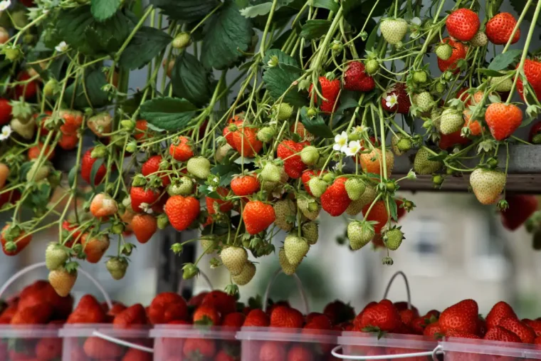 immertragende erdbeeren diese remontierenden sorten sorgen für eine endlose ernte!
