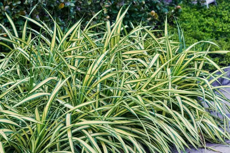 japanische gold segge 'evergold' (carex oshimensis)