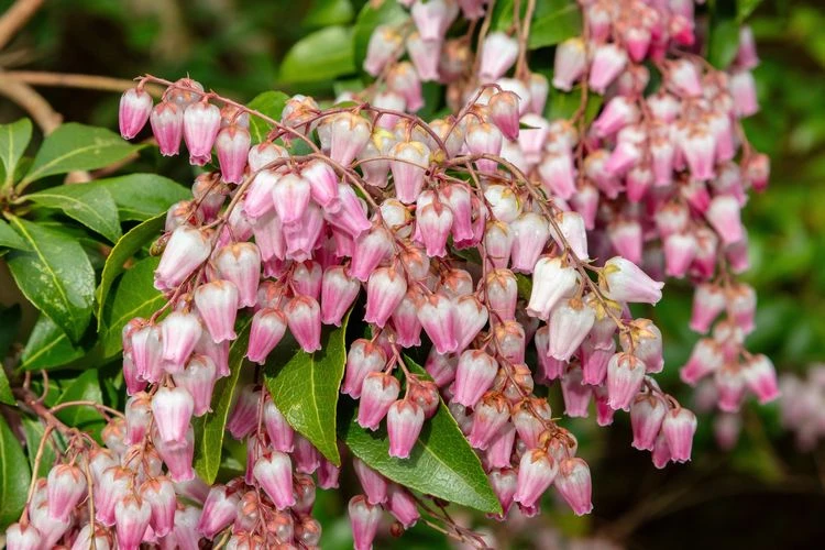 japanische lavendelheide pflege