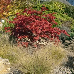 japanischer ahorn und gräser im steingarten