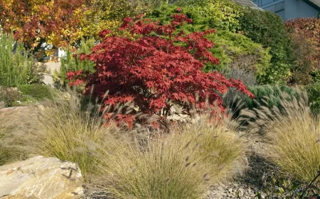 japanischer ahorn und gräser im steingarten