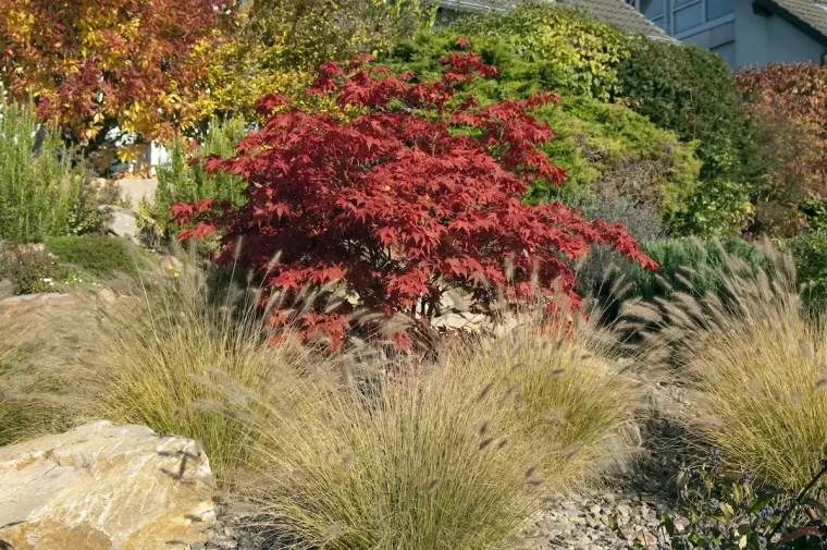 japanischer ahorn und gräser im steingarten