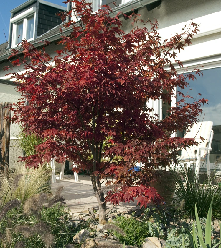 japanischer fächerahorn im vorgarten – leuchtendes karminrot als stilvoller blickfang auf der terrasse