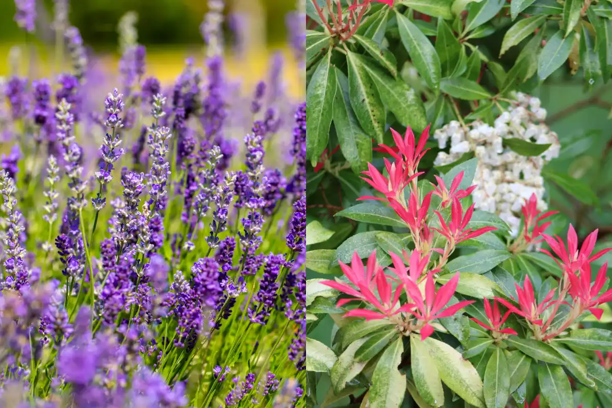 japanischer lavendel gibt es wirklich diese pflanze viele hobby gärtner sind von diesem begriff verwirrt!