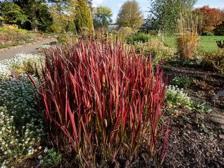 japanisches blutgras (imperata cylindrica 'red baron')