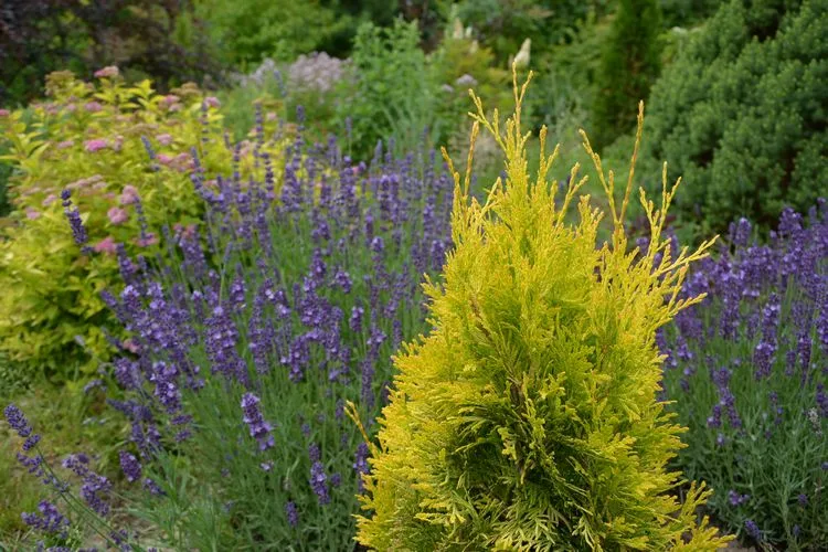 kombination thuja und lavendel