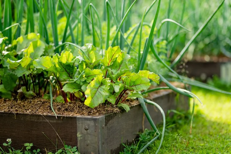 kontinuierliche ernte durch gestaffelte aussaat