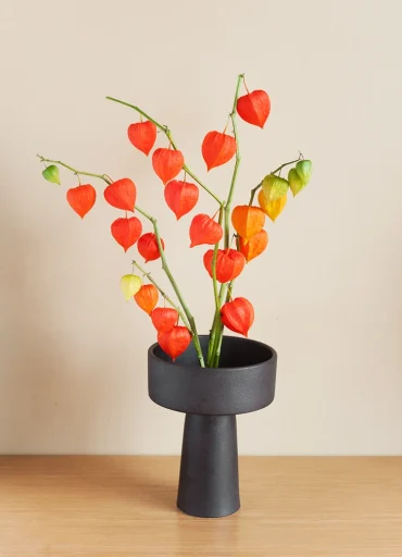 lampionblume in vase präsentiert