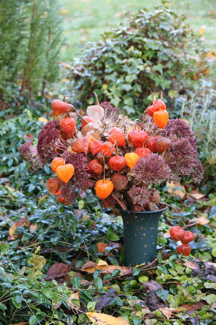 lampionblume kombinieren mit sedum fetthenne
