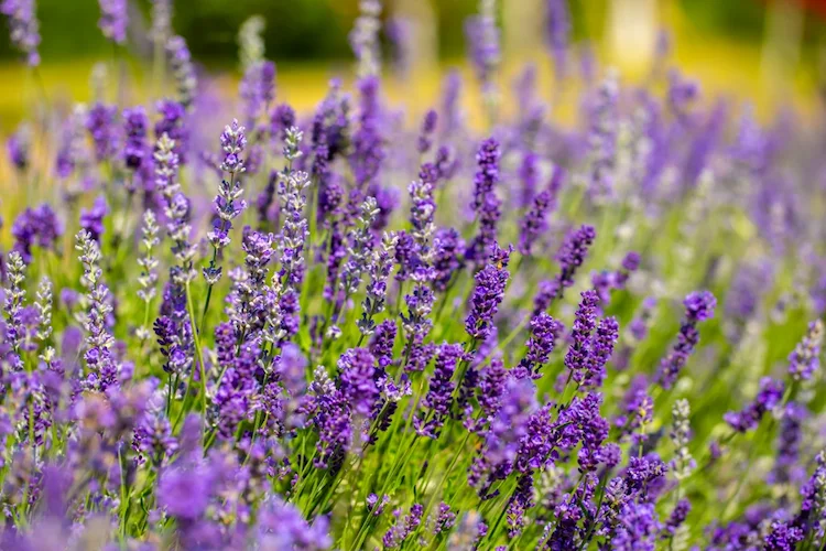 Lavendel nicht im Herbst pflanzen 