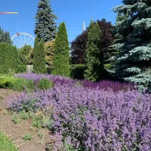 lavendel vor thuja pflanzen die beiden können sie so in ihrem garten oder auf ihrer terrasse kombinieren