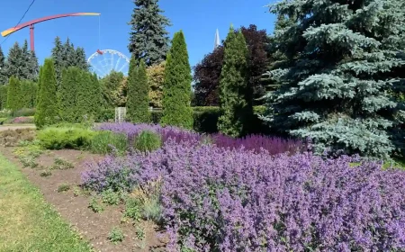 lavendel vor thuja pflanzen die beiden können sie so in ihrem garten oder auf ihrer terrasse kombinieren