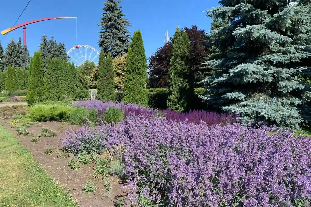 lavendel vor thuja pflanzen die beiden können sie so in ihrem garten oder auf ihrer terrasse kombinieren