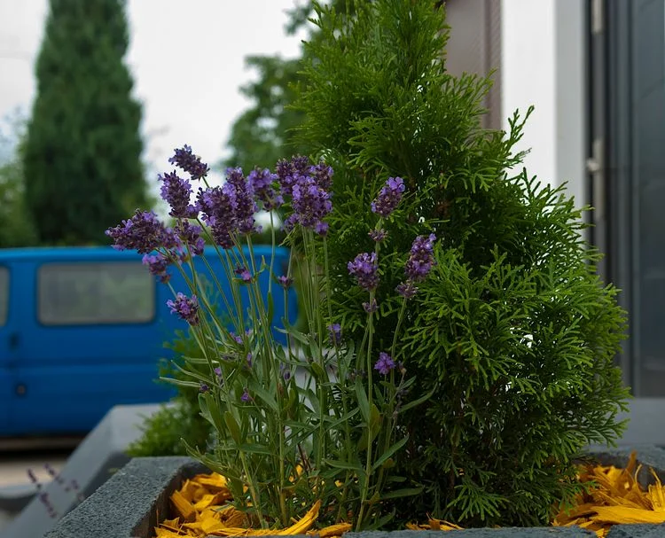 lavendel vor thuja pflanzen tipps für den anbau