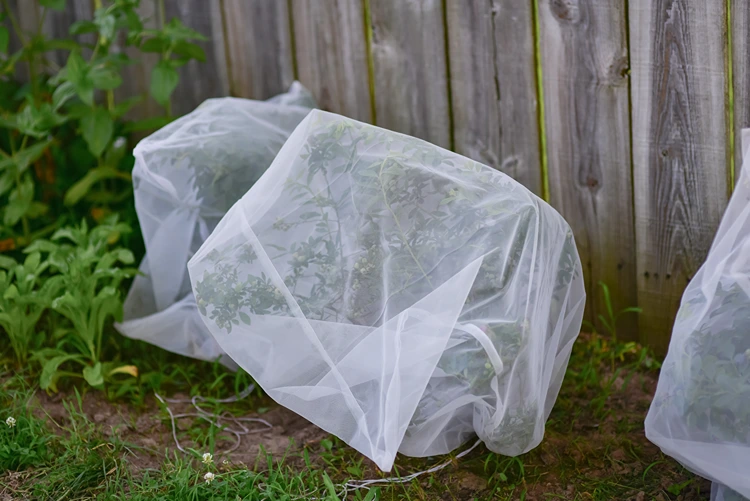 leichte stoffe wie tüll oder organza schützen beeren, ohne vögel zu gefährden