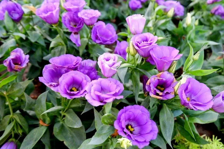 Man kann Eustoma für den Garten und Kübel wählen