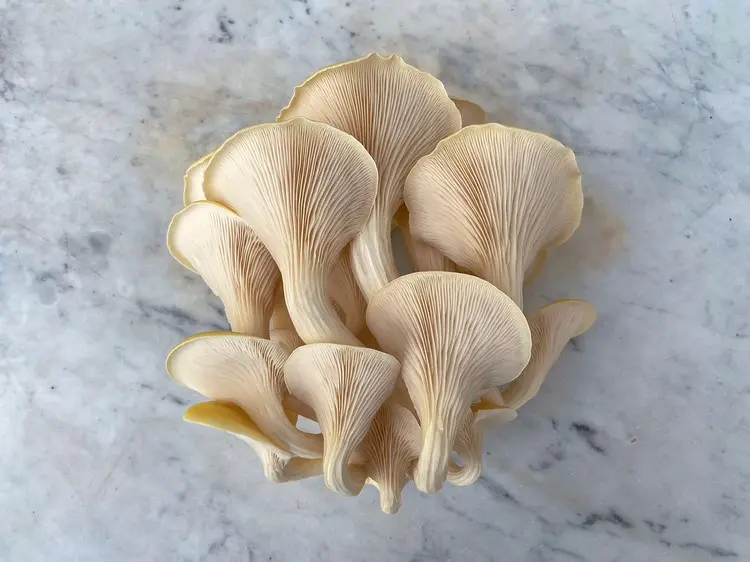 Mehrere Generationen Pilze auf Kaffeesatz züchten