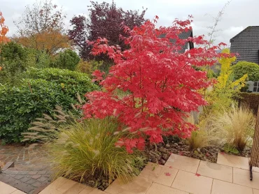moderne terrassengestaltung mit farbkontrast roter ahorn trifft auf goldgrünes lampenputzergras