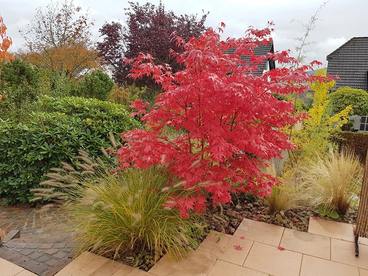 moderne terrassengestaltung mit farbkontrast roter ahorn trifft auf goldgrünes lampenputzergras