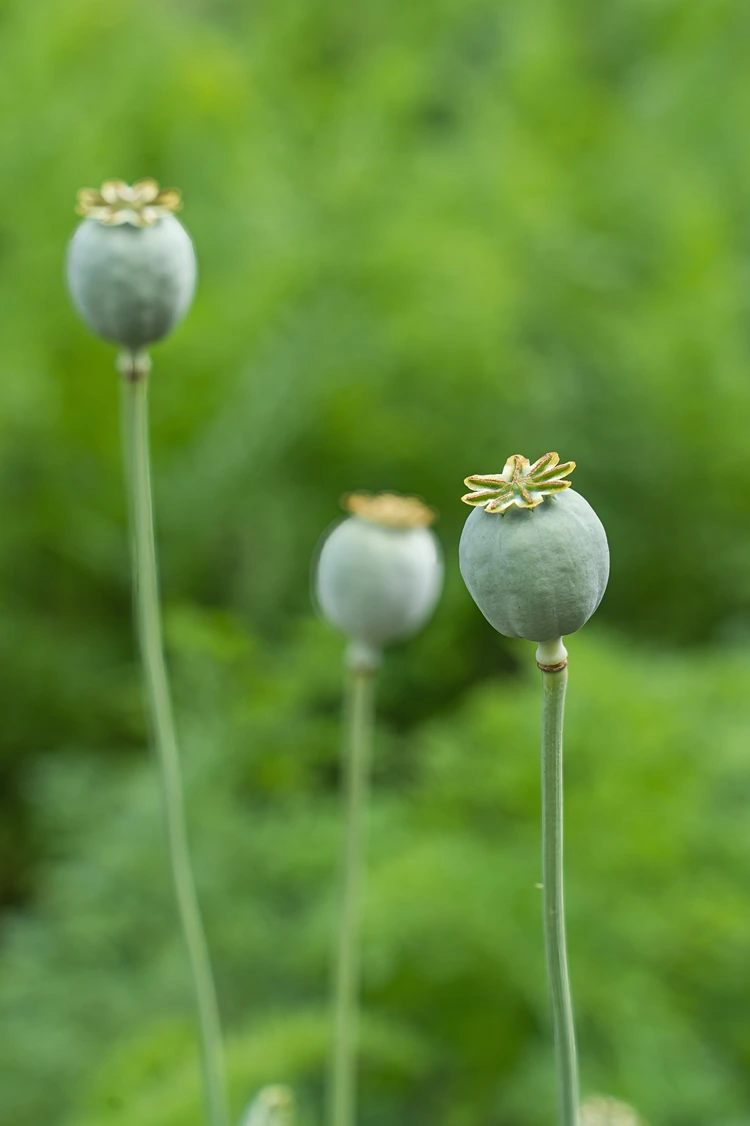 mohnkapseln für lustige diy projekte verwenden