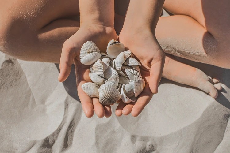muscheln mit kindern sammeln