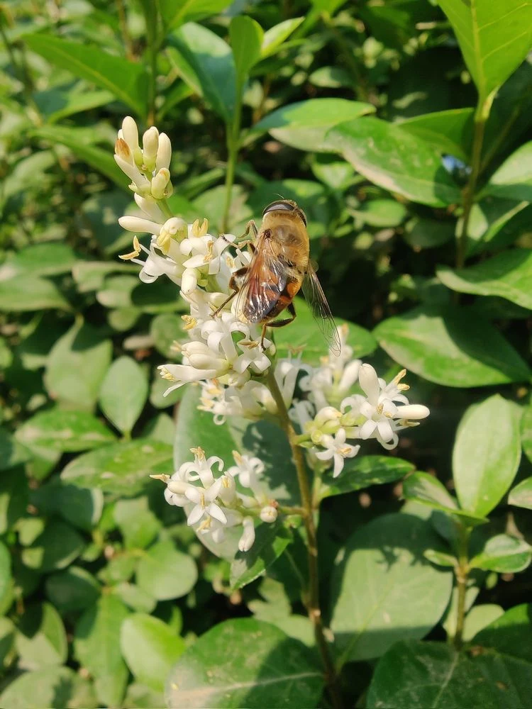 nützliche tipps für den anbau vom liguster