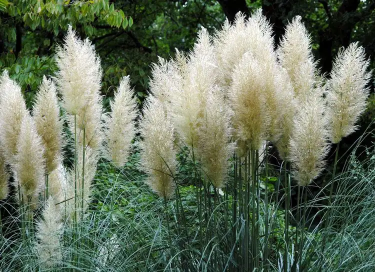 pampasgras (cortaderia selloana)