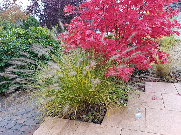 pennisetum 'hameln' und acer 'osakazuki' im harmonischen zusammenspiel