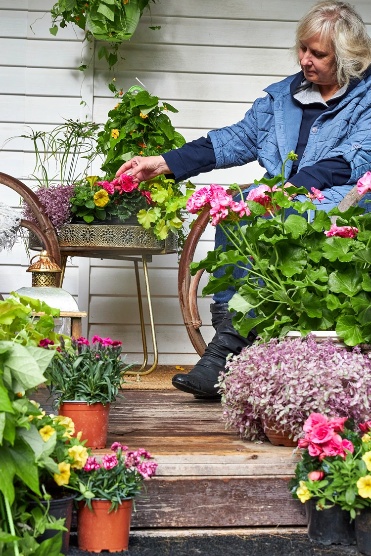 petunien, begonien und topfpflanzen für spätsommer und frühherbst