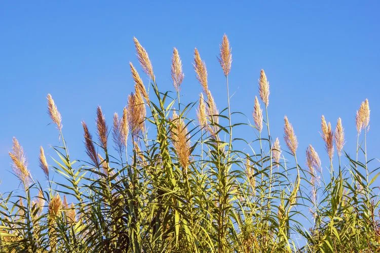 pfahlrohr (arundo donax)