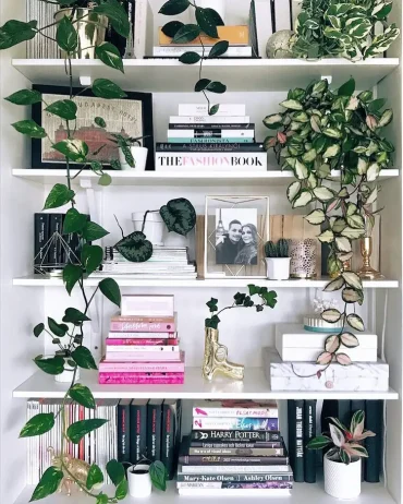 Pflanzen fürs Bücherregal wählen diese Arten eignen sich