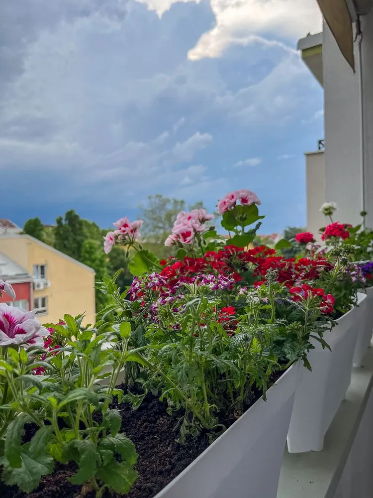 pflanzen vor einem sommersturm schützen wichtige tipps